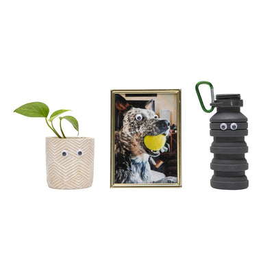 A plant, a picture of a dog, and water bottle with Googly Eyes attached
