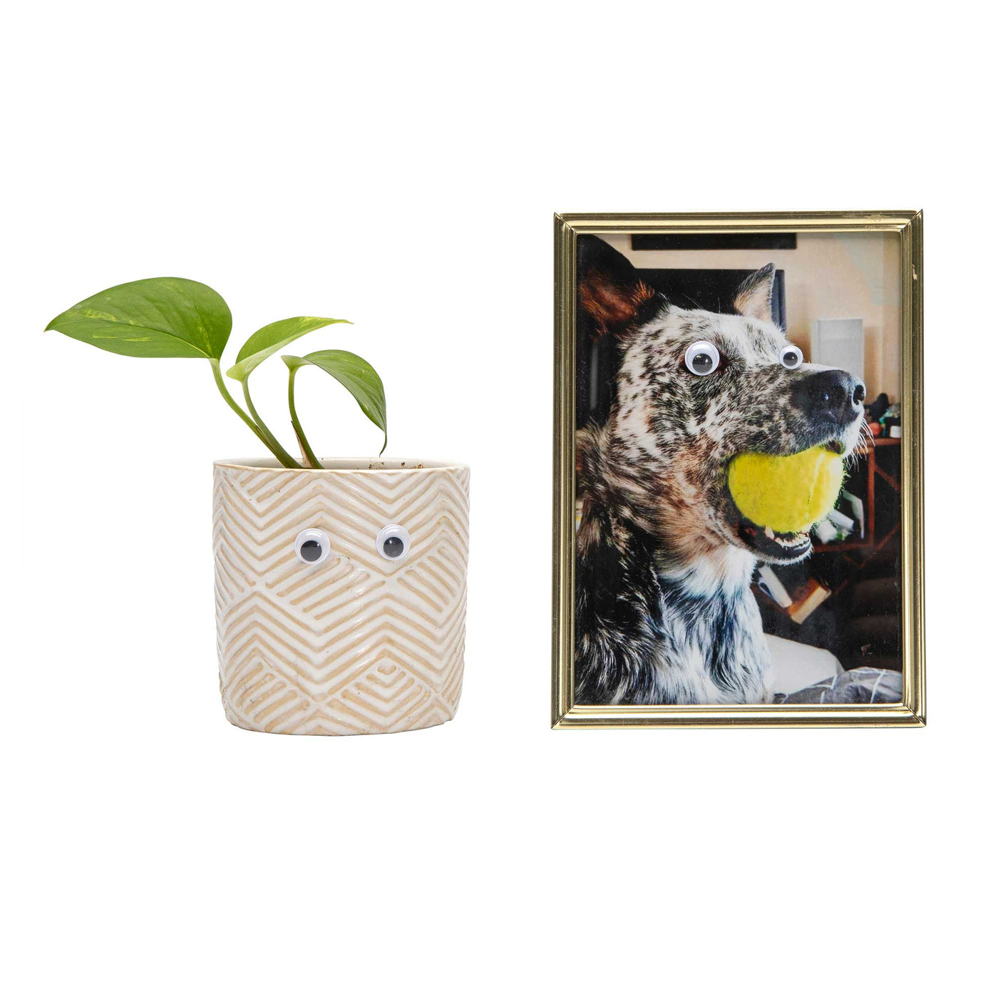 A plant and picture of a dog with Googly Eyes on them